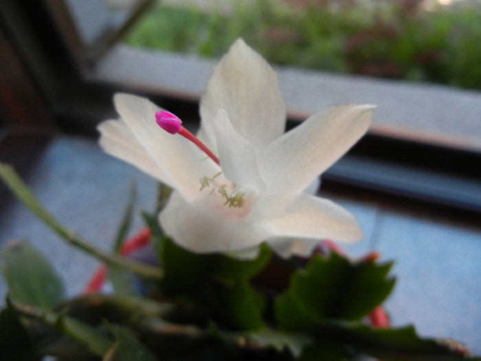 White Christmas Cactus (2012, June 13)