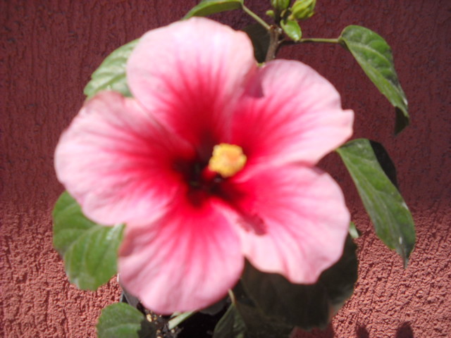 13 .6.2012 am inflorit!