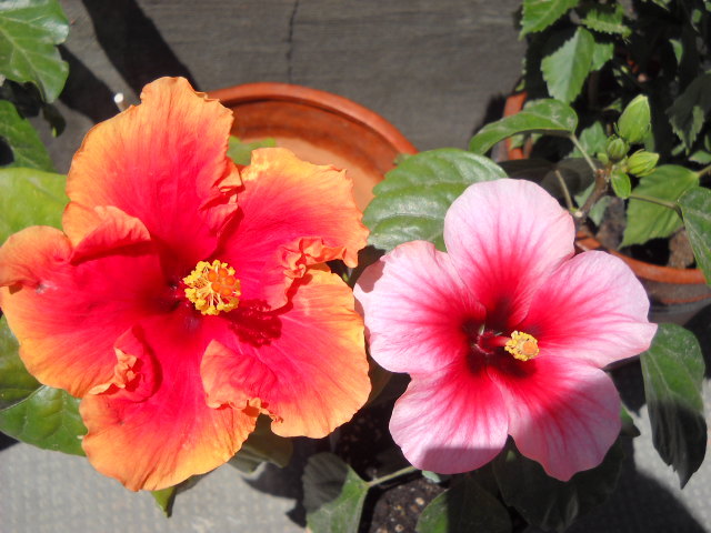 13 .06.2012 am inflorit