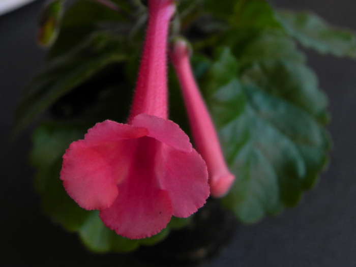 BJ s Laugther - Sinningia