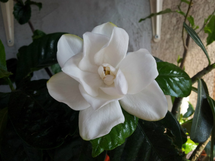 gardenia altoita - plantele mele