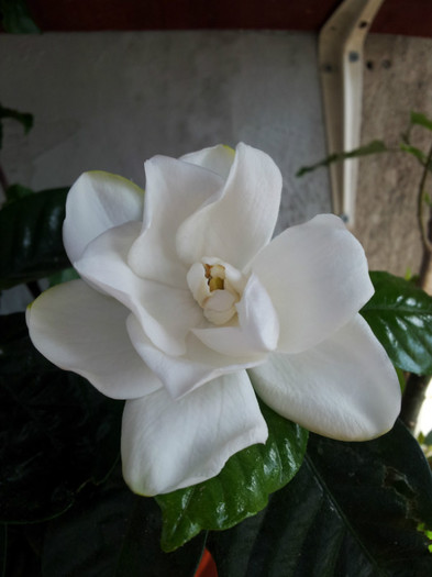 gardenia altoita