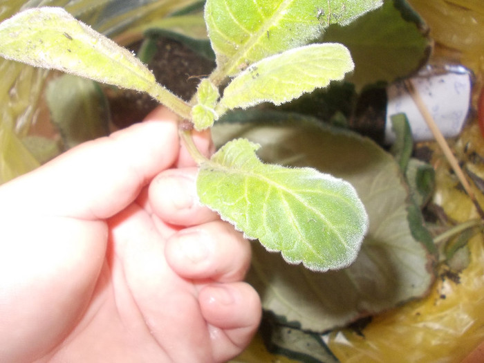 yy 183 - GLOXINII SI FLORI  CU PROBLEME