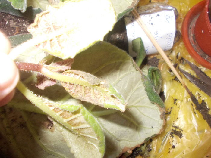 yy 184 - GLOXINII SI FLORI  CU PROBLEME