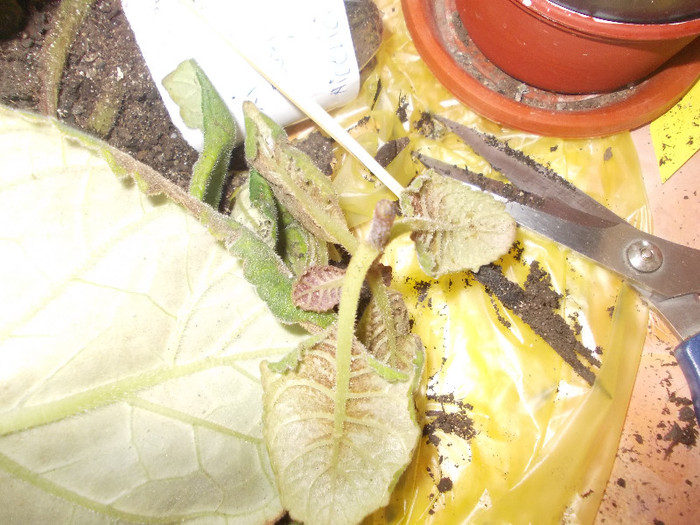 yy 185 - GLOXINII SI FLORI  CU PROBLEME