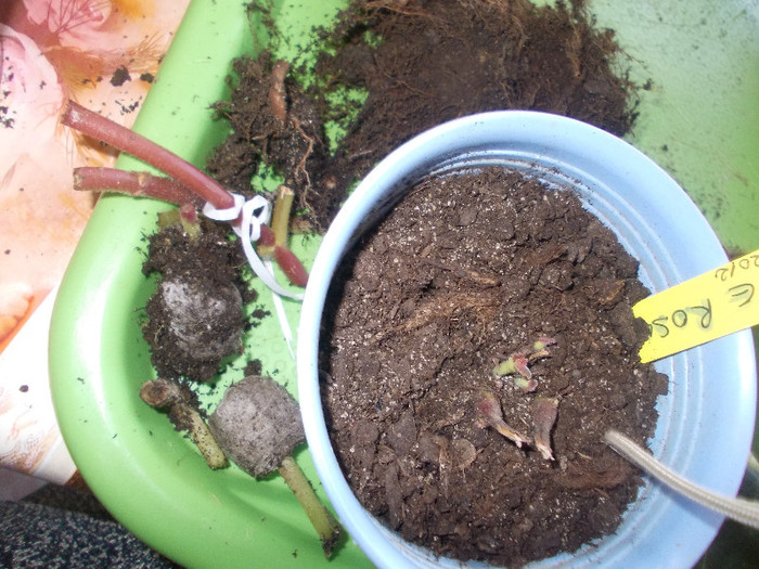 yy 187 - GLOXINII SI FLORI  CU PROBLEME