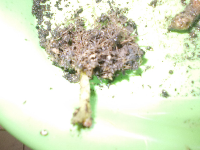 yy 192 - GLOXINII SI FLORI  CU PROBLEME