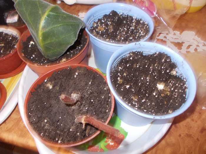 yy 226 - GLOXINII SI FLORI  CU PROBLEME