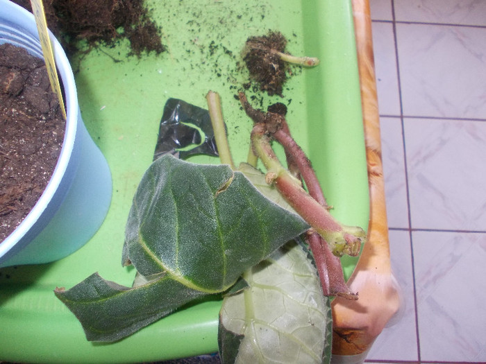 Copy of yy 180 - GLOXINII SI FLORI  CU PROBLEME