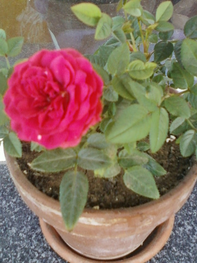 13 iunie 2012-flori 003 - mini rosa