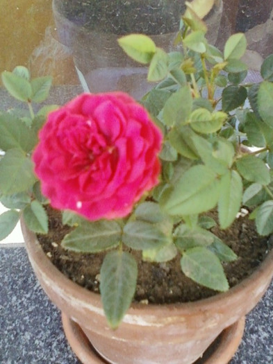 13 iunie 2012-flori 005 - mini rosa