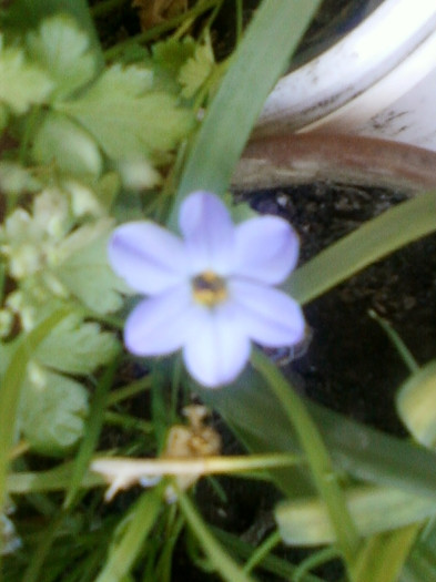 13 iunie 2012-flori 010