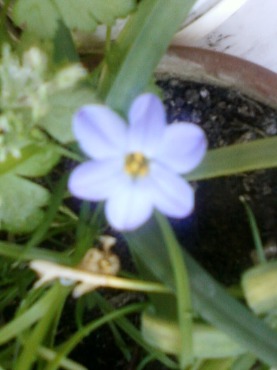 ipheion Rolf Fiedler