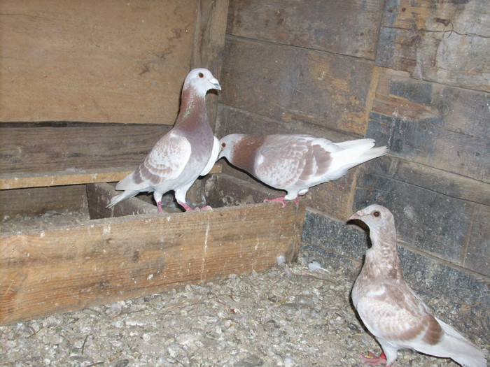 BRICOUX - VOIAJORI BRICOUX DIN CRESCATORIA MEA