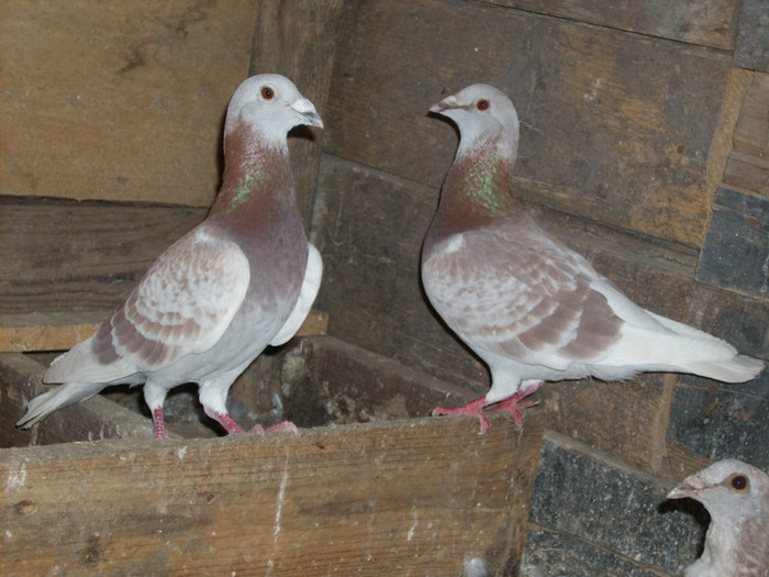 BRICOUX - VOIAJORI BRICOUX DIN CRESCATORIA MEA