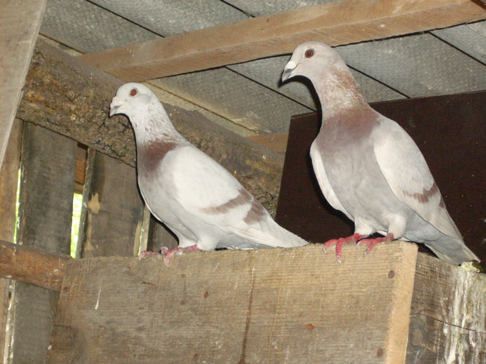 BRICOUX - VOIAJORI BRICOUX DIN CRESCATORIA MEA