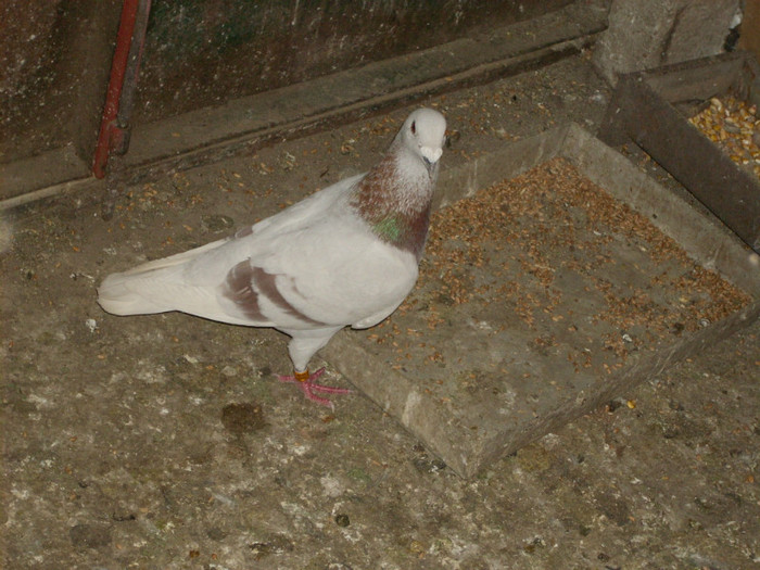 BRICOUX - VOIAJORI BRICOUX DIN CRESCATORIA MEA