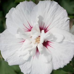 rose of sharon... - hibi - asa vor arata - sper