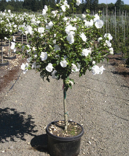 Hibiscus-White-Chiffon-Pot