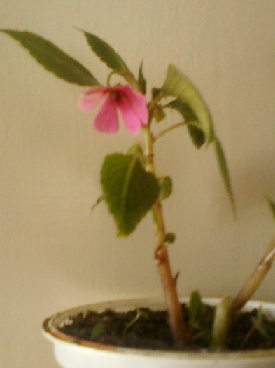 impatiens ciclam simplu - iunie 2012-flori