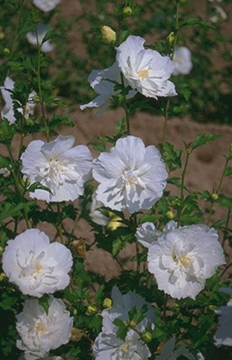 hibiscus-syriacus-white-chiffon - hibi - asa vor arata - sper