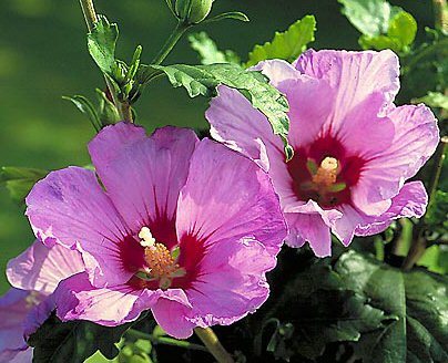 Hibiscus syriacus - hibi - asa vor arata - sper