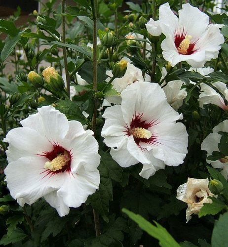 hibiscus-syriacus1 - hibi - asa vor arata - sper