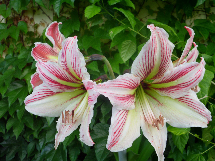 IMG_0143 - amaryllis 2012