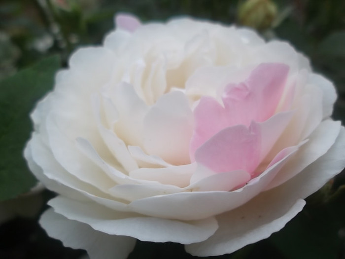 winchester cathedral