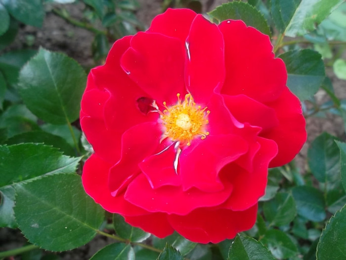 mainfauer acoperitor