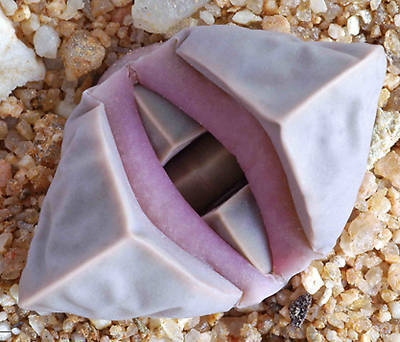 lapidaria margaretae