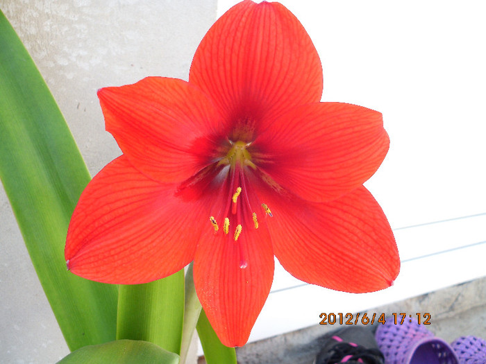 IMG_0199 - amaryllis 2012