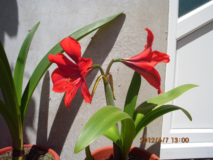 IMG_0010 - amaryllis 2012