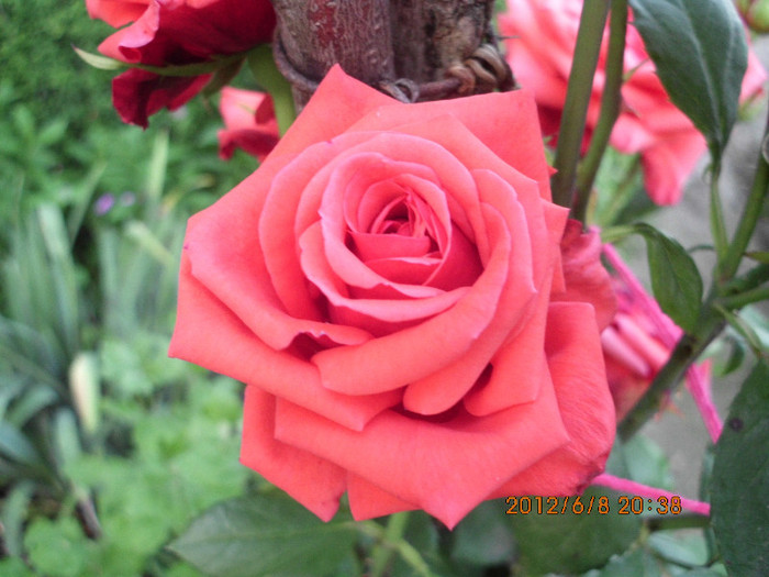 IMG_0045 - trandafiri 2012