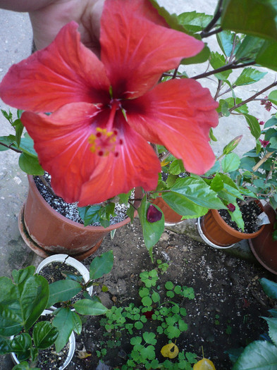 P1140618