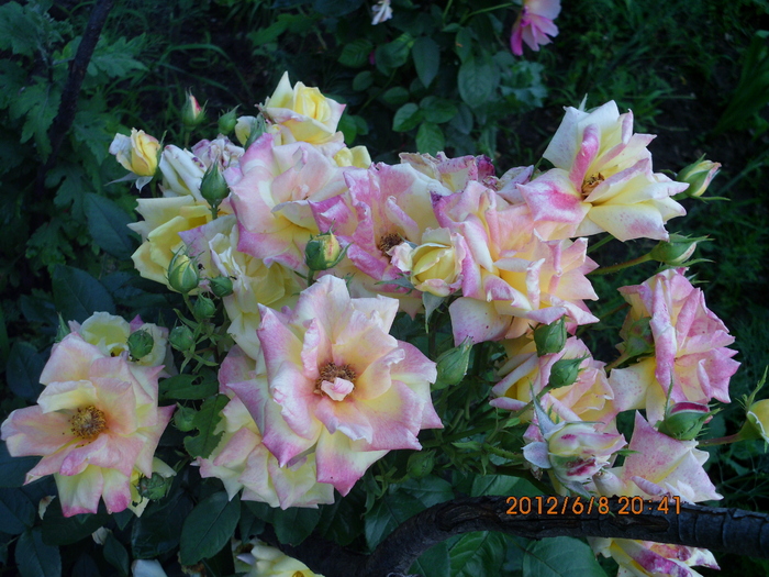 IMG_0057 - trandafiri 2012