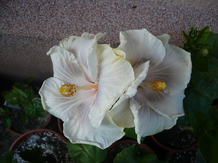 P1140626