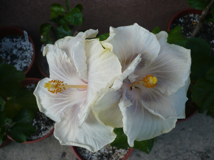 P1140634