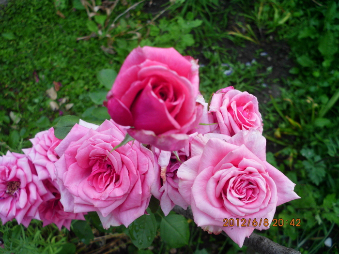 IMG_0060 - trandafiri 2012