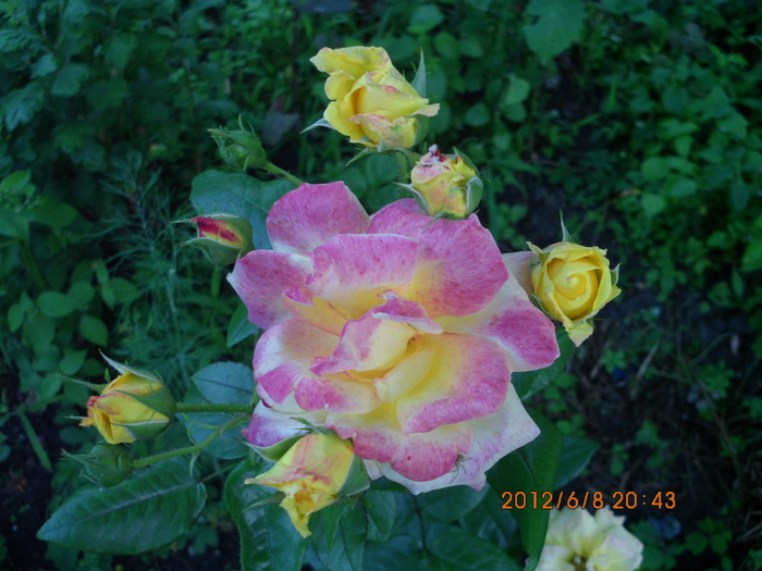IMG_0064 - trandafiri 2012