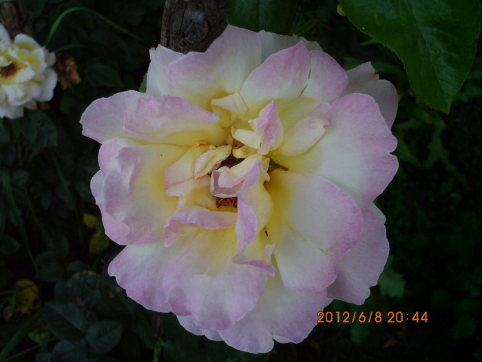 IMG_0068 - trandafiri 2012