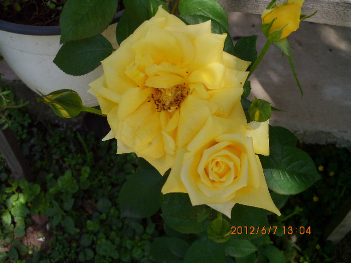 IMG_0023 - trandafiri 2012