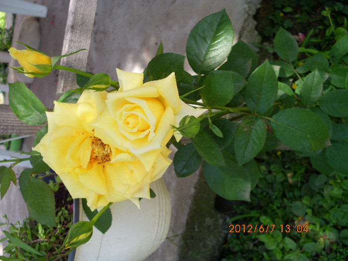 IMG_0024 - trandafiri 2012