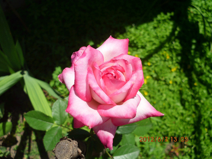 IMG_0026 - trandafiri 2012