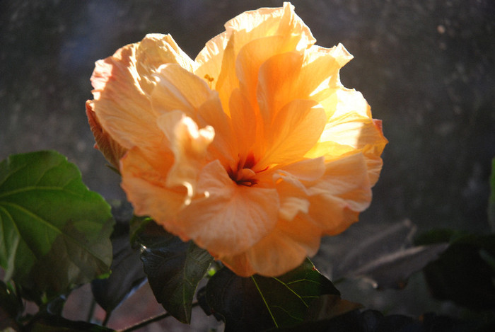 DSC_0033 - 2012-HIBISCUS