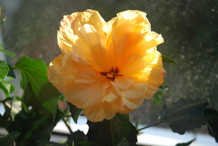 DSC_0026 - 2012-HIBISCUS