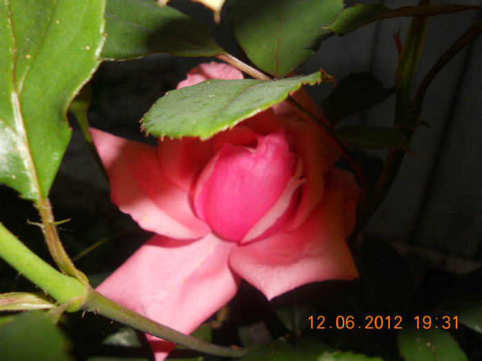 DSCN1421 - Trandafiri 2012