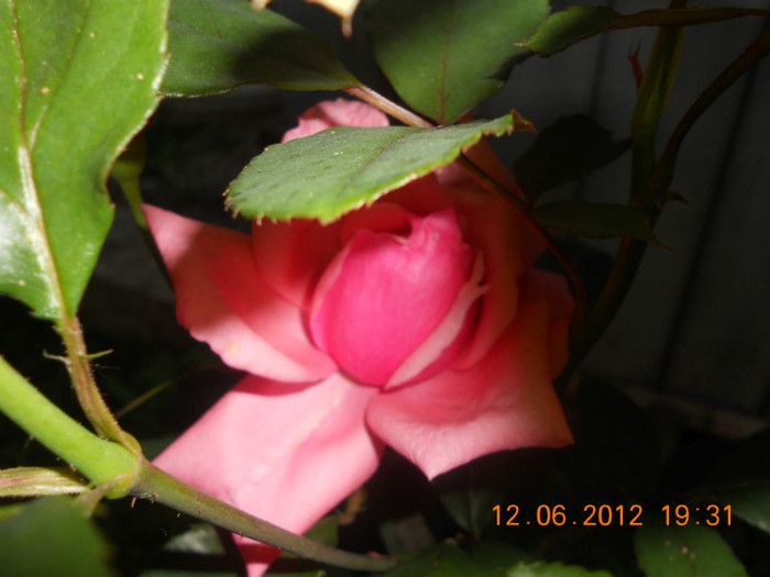 DSCN1421