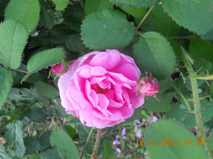 DSCN1430 - Trandafiri 2012