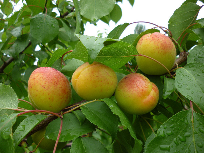 P1000651